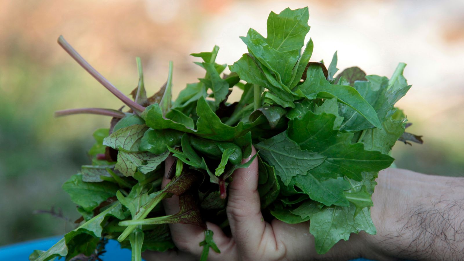 E. coli Kills Two Fears Over Rocket Leaves UK News Sky News