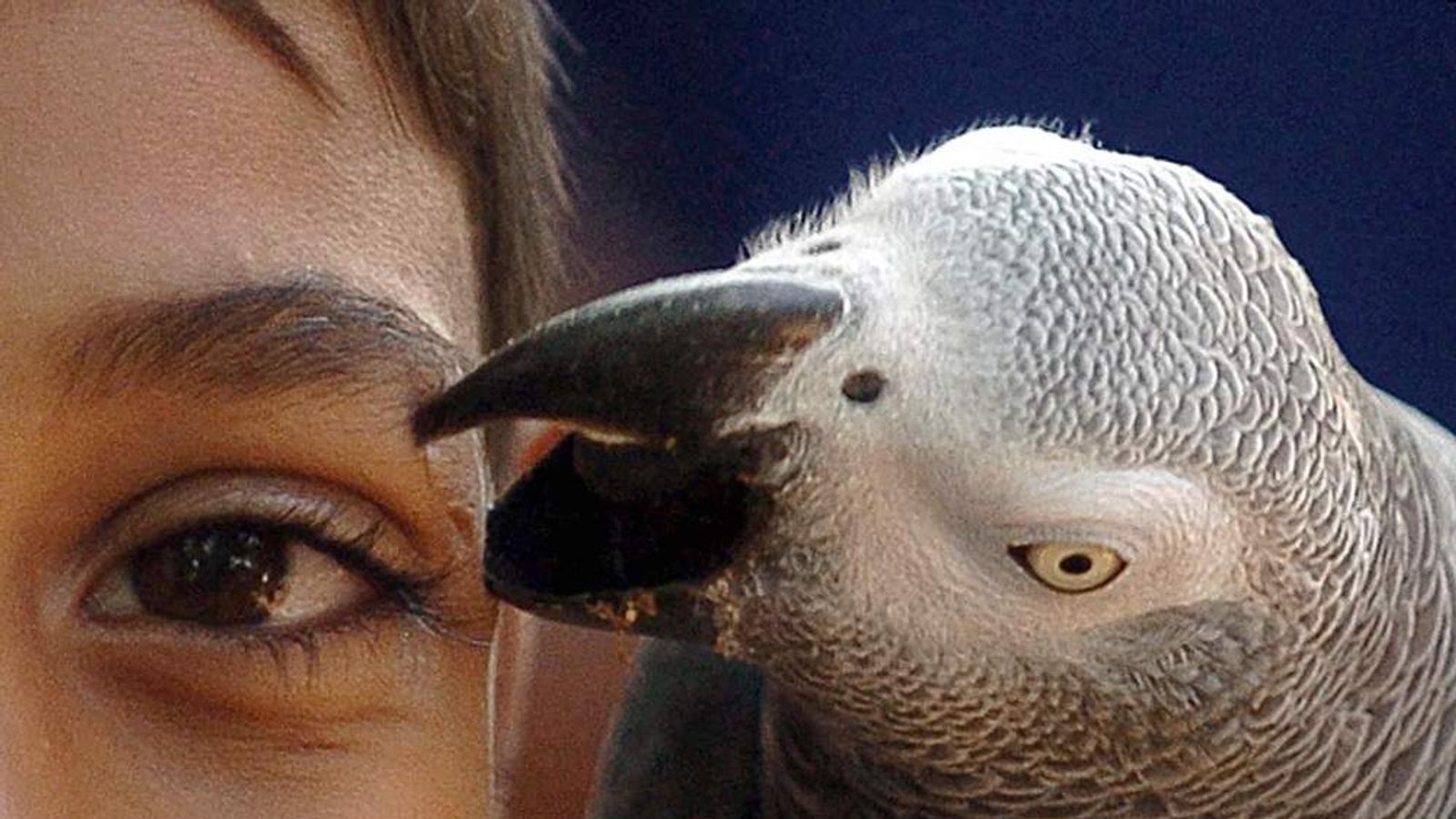 Brainy Parrots Are Smarter Than Children Scoop News Sky News