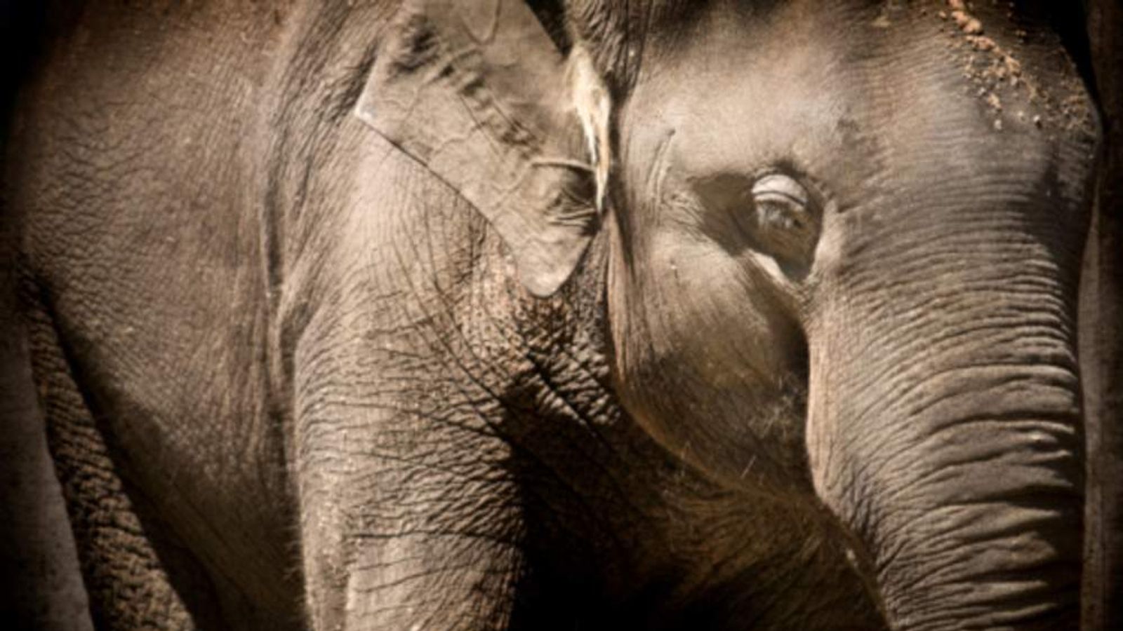 Elephant Man Killed _ ‘Elephant Man’s’ Grave Discovered in Same ...