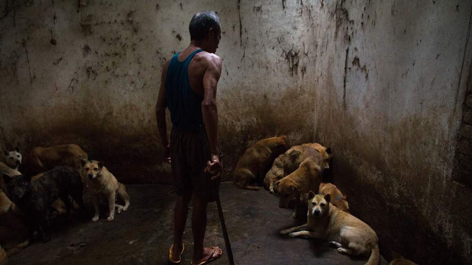China Animal Campaigners Expose Puppy Trade World News Sky News