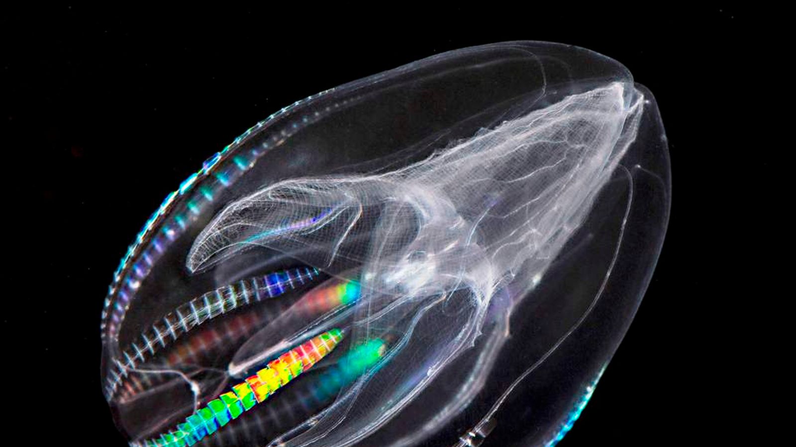 Comb Jelly Squeezes Out Sponge As First Animal Scoop News Sky News