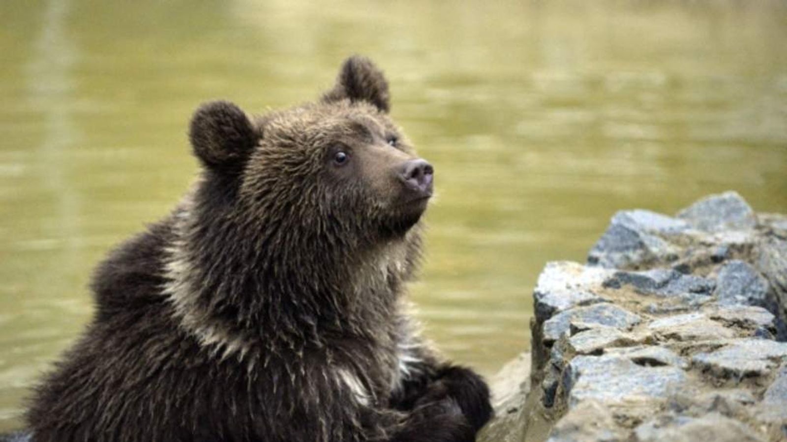 Rescued Bear Cub Gets First Taste Of Freedom World News Sky News