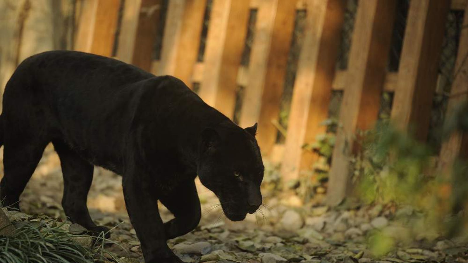 Large black clearance wild cat