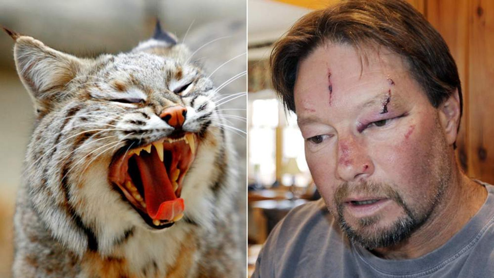 Bobcat In Garage Mauling Had Rabies | US News | Sky News