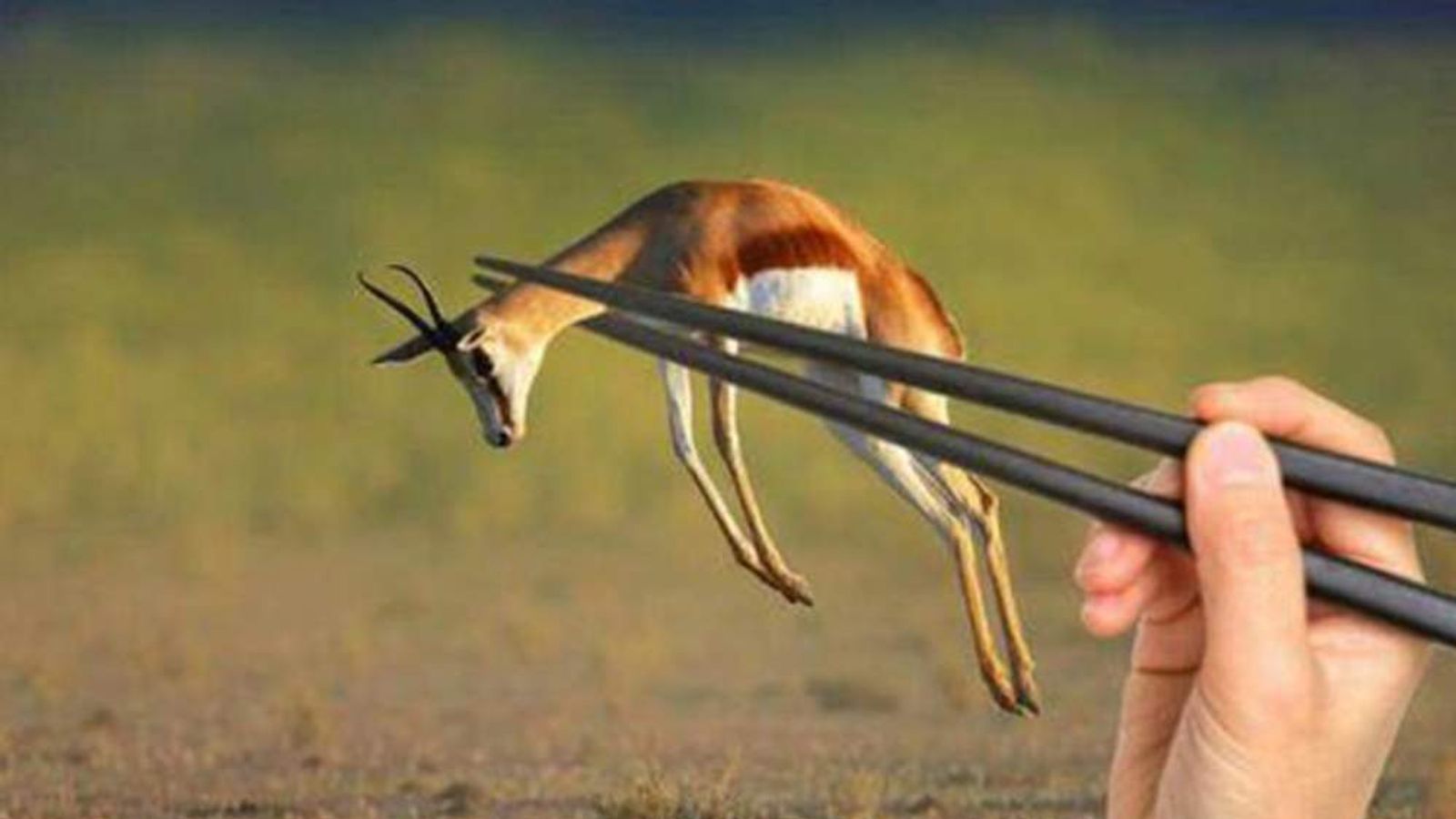 Springbok Rugby Meme Japan 'Stuns The World': Rugby Upset Reaction | World News | Sky News