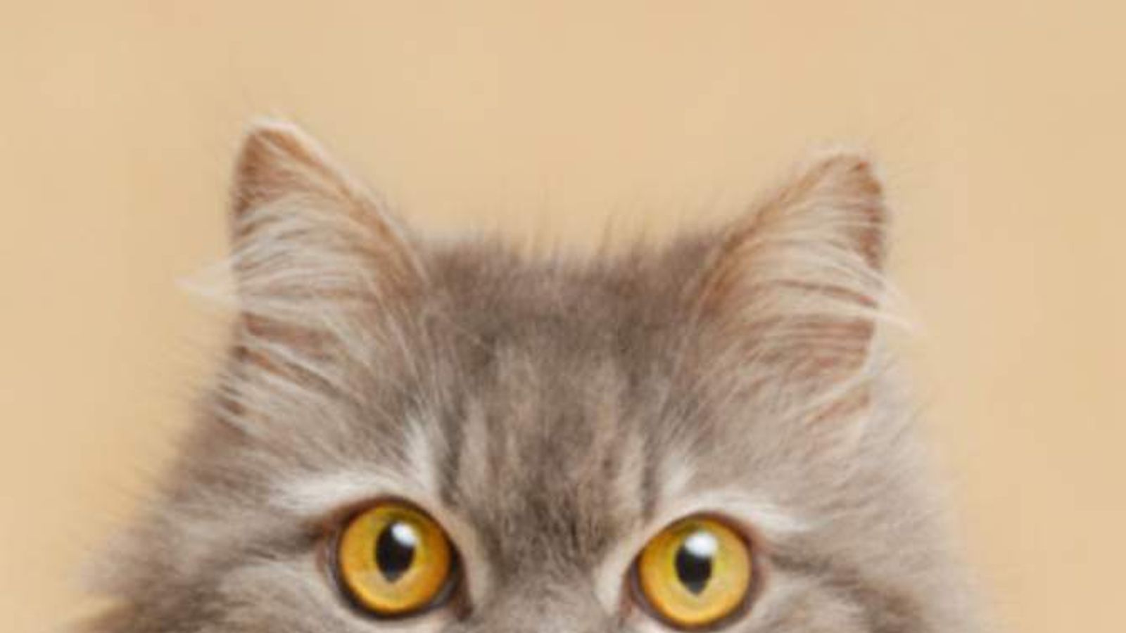 Cat Allergy Cure Could Be Getting Close UK News Sky News