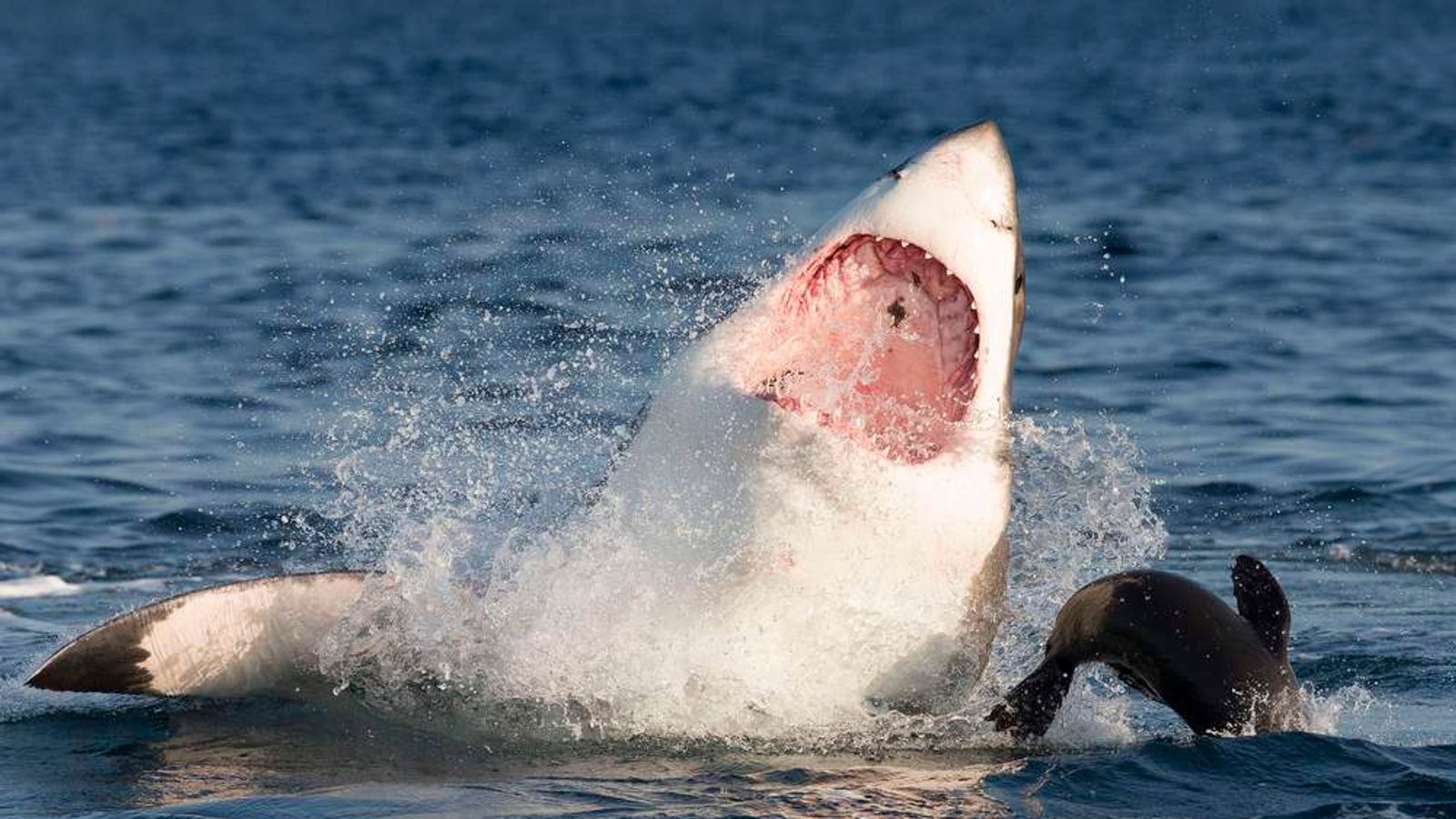 Great White Shark That Couldn't 'Seal' The Deal | World News | Sky News