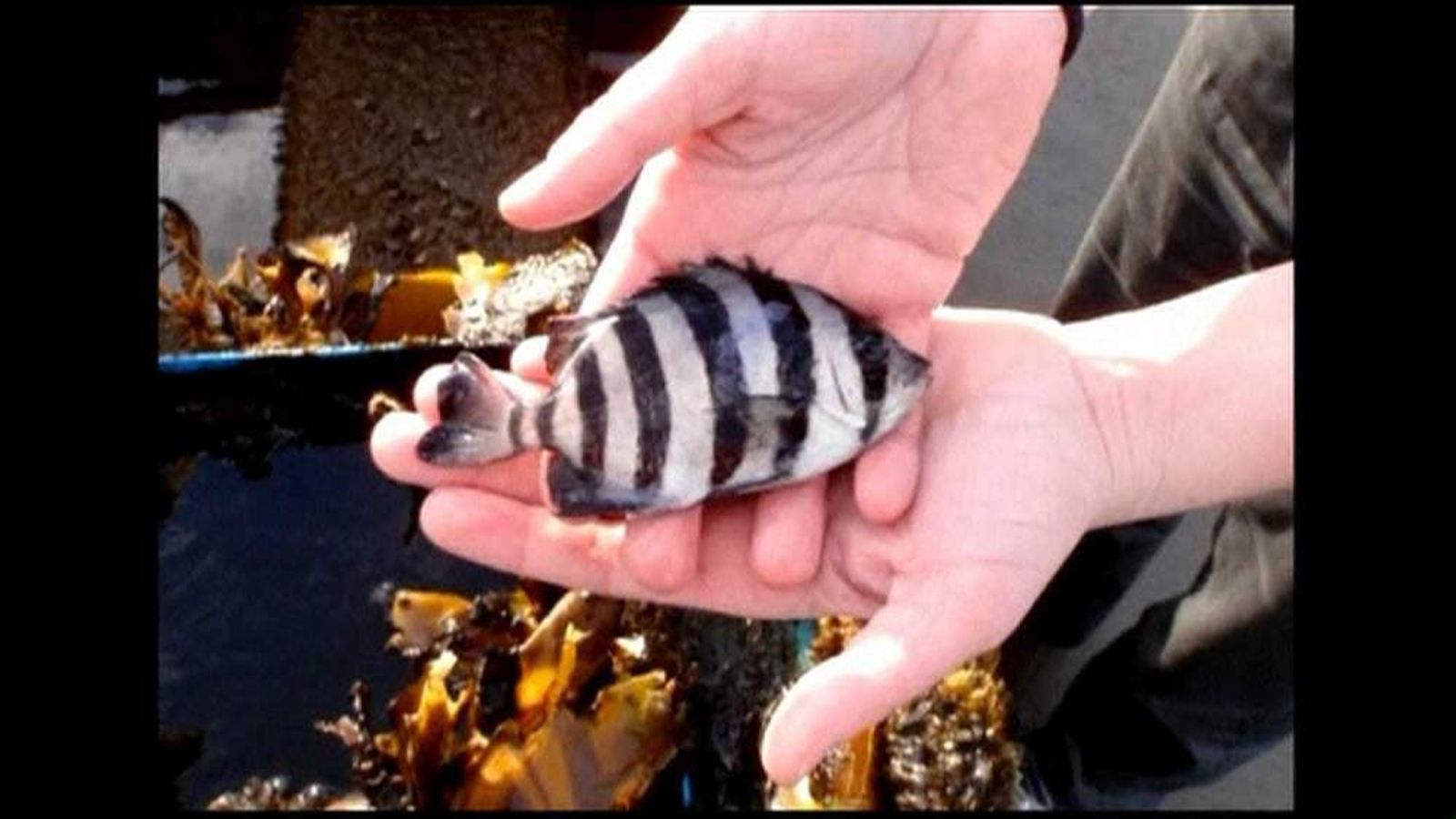 Fish Hitches A Ride To US In Tsunami Boat Scoop News Sky News