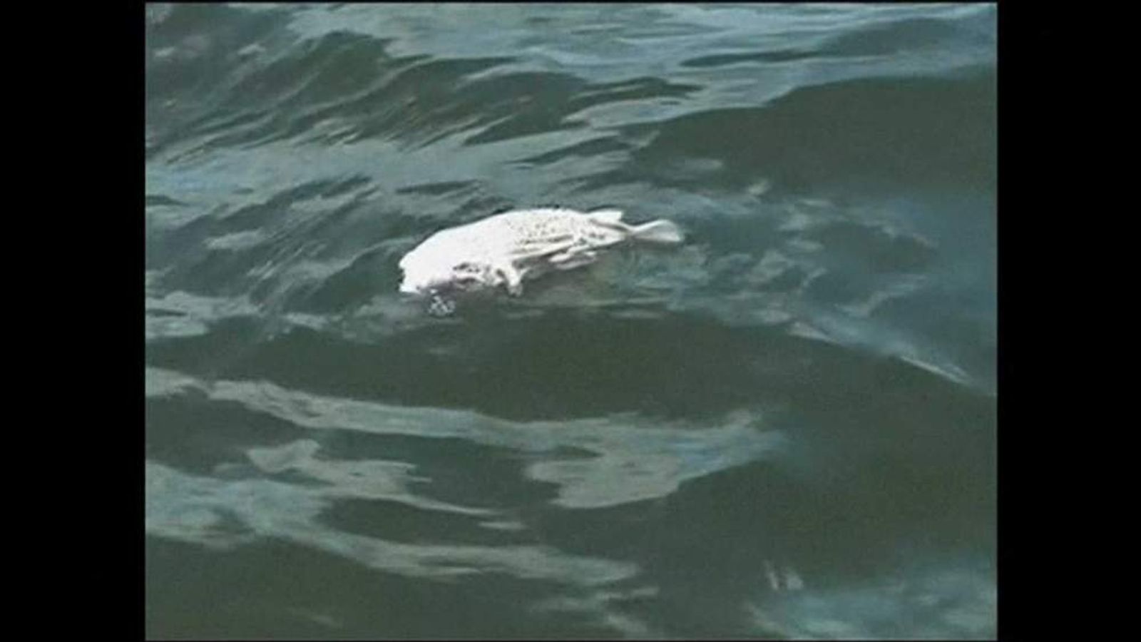 Hawaii Molasses Spill Killing Thousands Of Fish US News Sky News