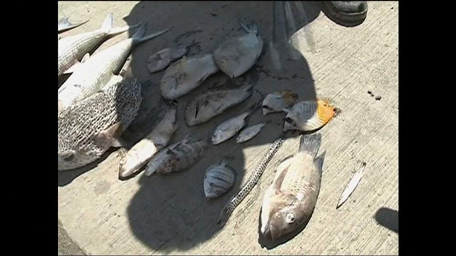 Hawaii Molasses Spill Killing Thousands Of Fish US News Sky News