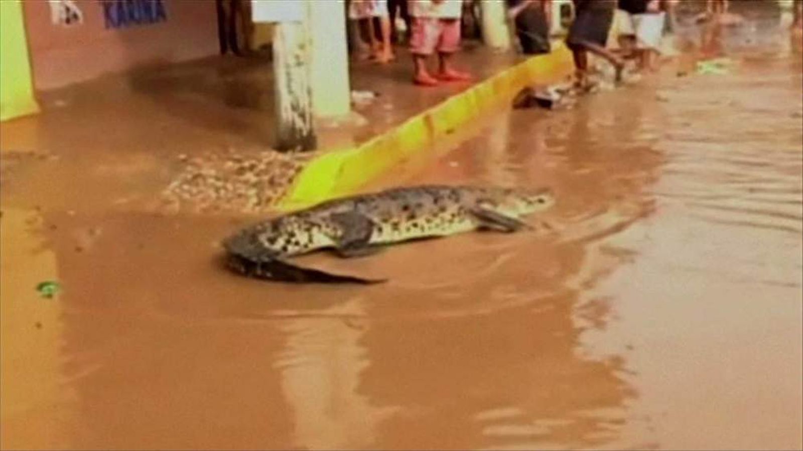 Crocodiles Infest Floods In Acapulco, Mexico World News Sky News