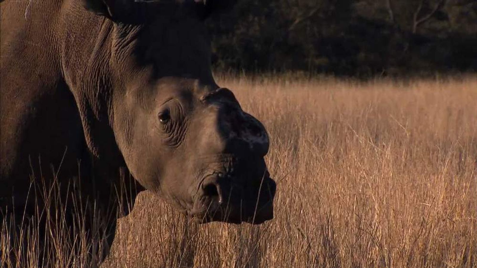 Rhino Poaching Deaths Set For Record High