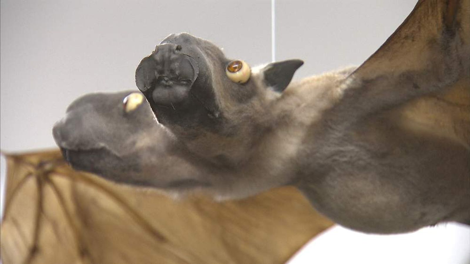 Taxidermy Art Of Stuffing Animals Dead Trendy UK News Sky News