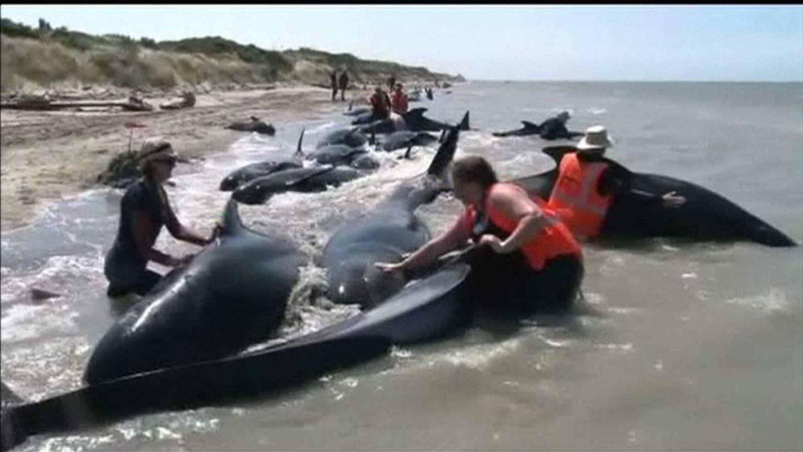 Stranded Pilot Whales Eased Back To Sea | World News | Sky News