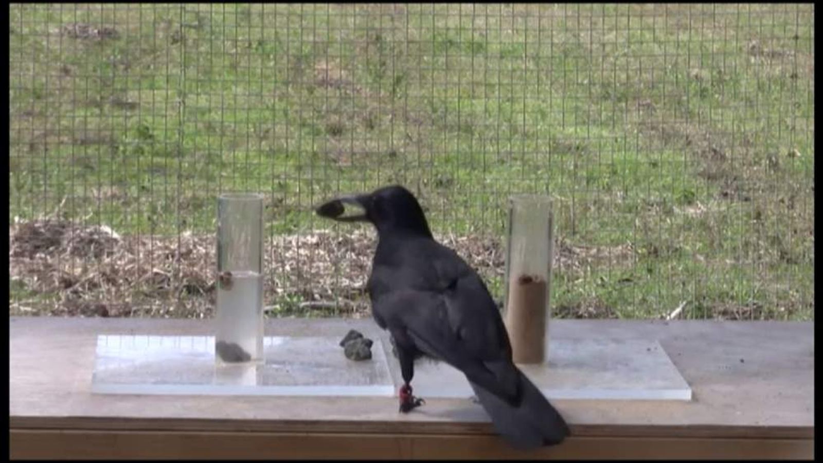 Crow Cleaverness Clever Crows 'Have Child's Reasoning Ability' | UK News | Sky News