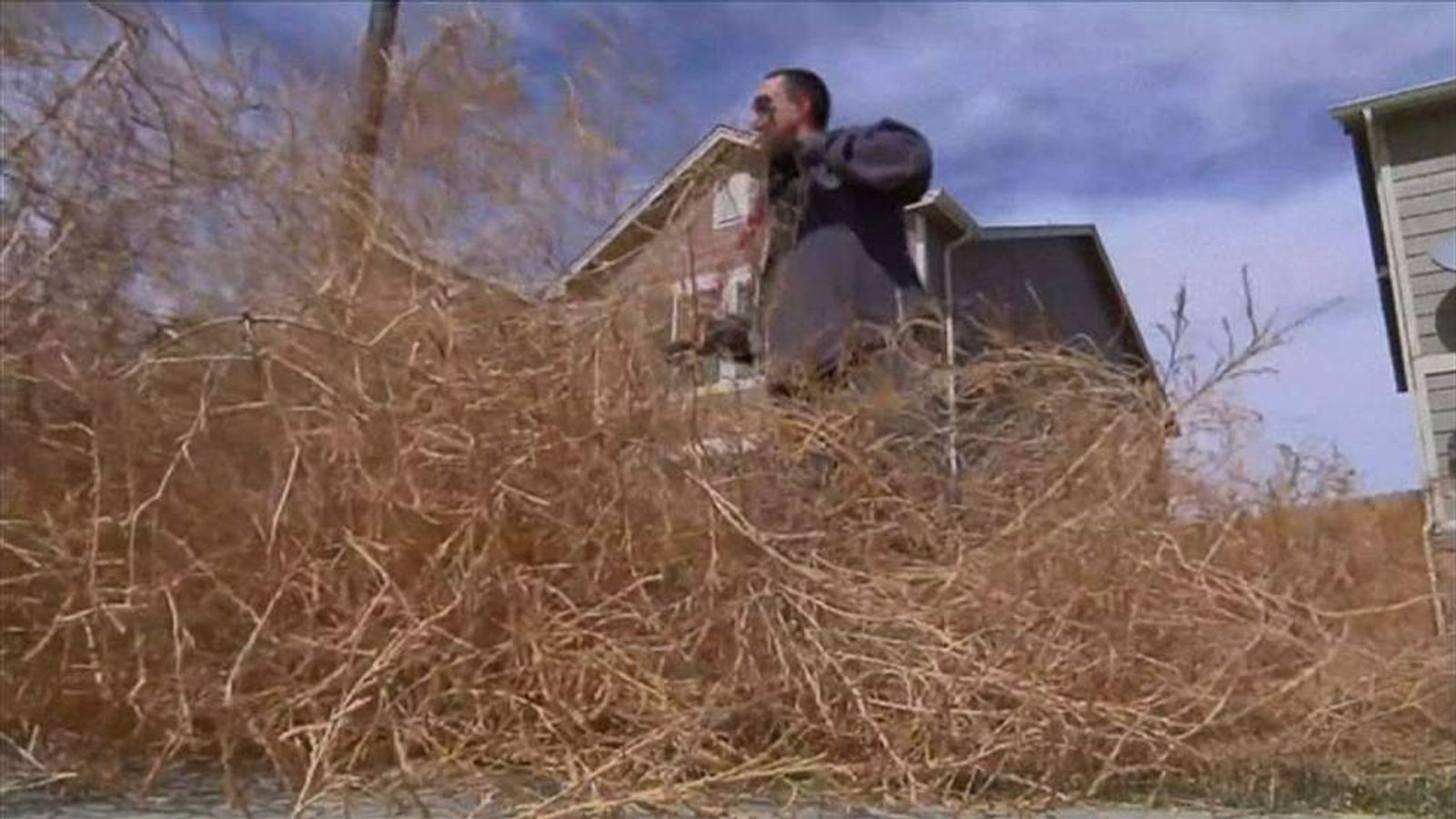 VIDEO] Colorado neighborhood buried by thousands of tumbleweeds