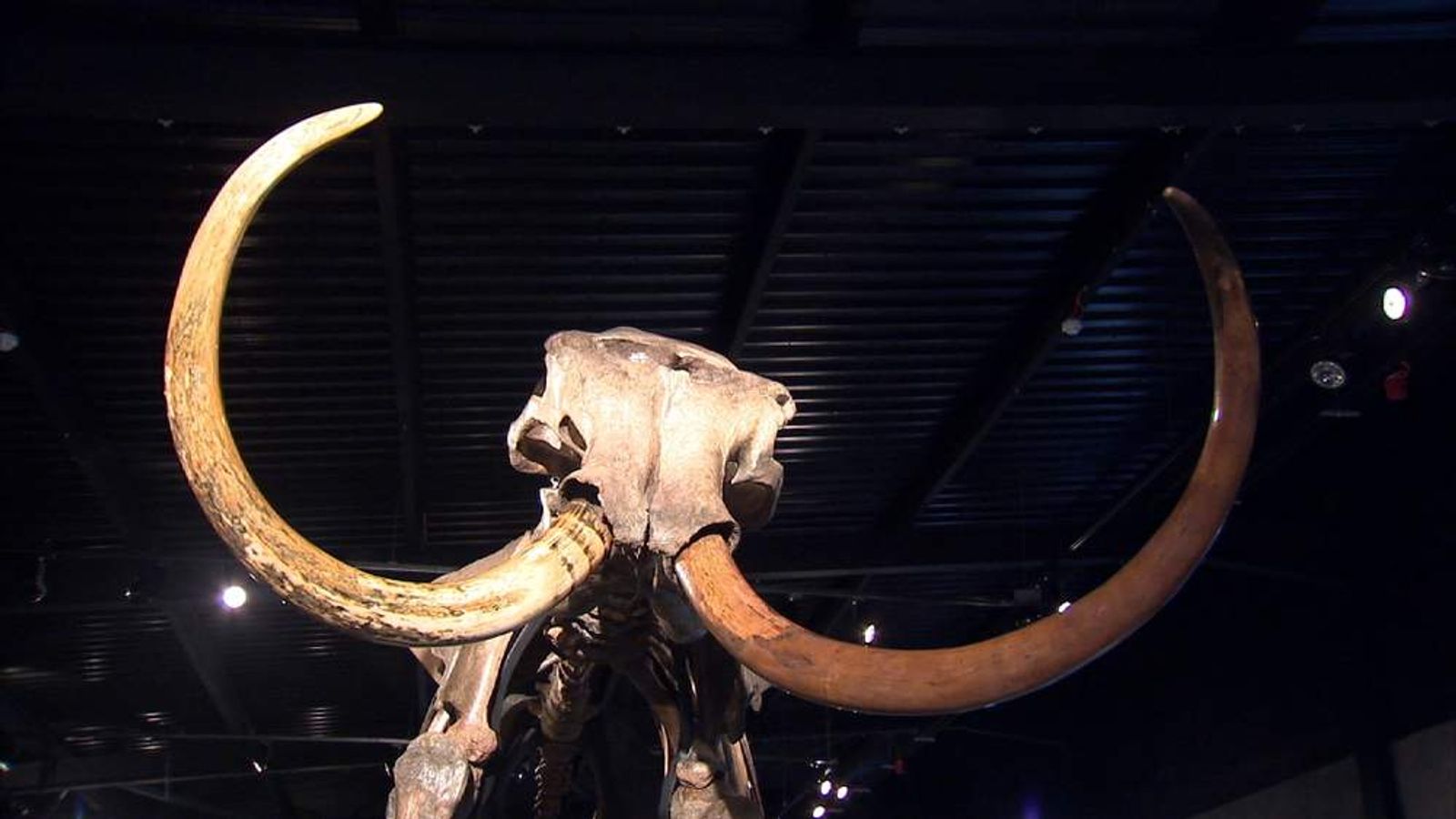 Monty The Woolly Mammoth Sells For £150k | UK News | Sky News