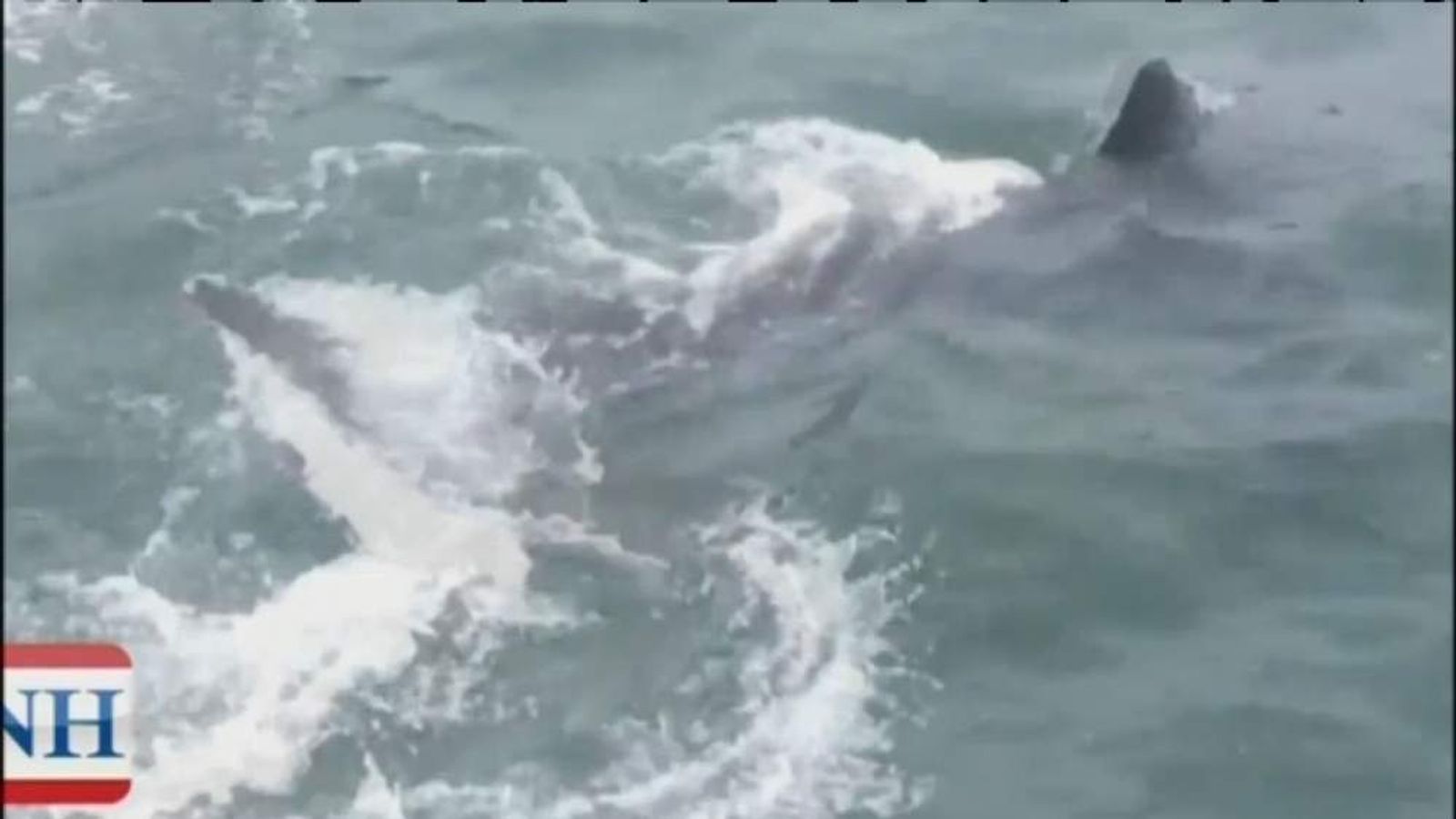 Great White Shark Spotted In Salt Water Lake World News Sky News