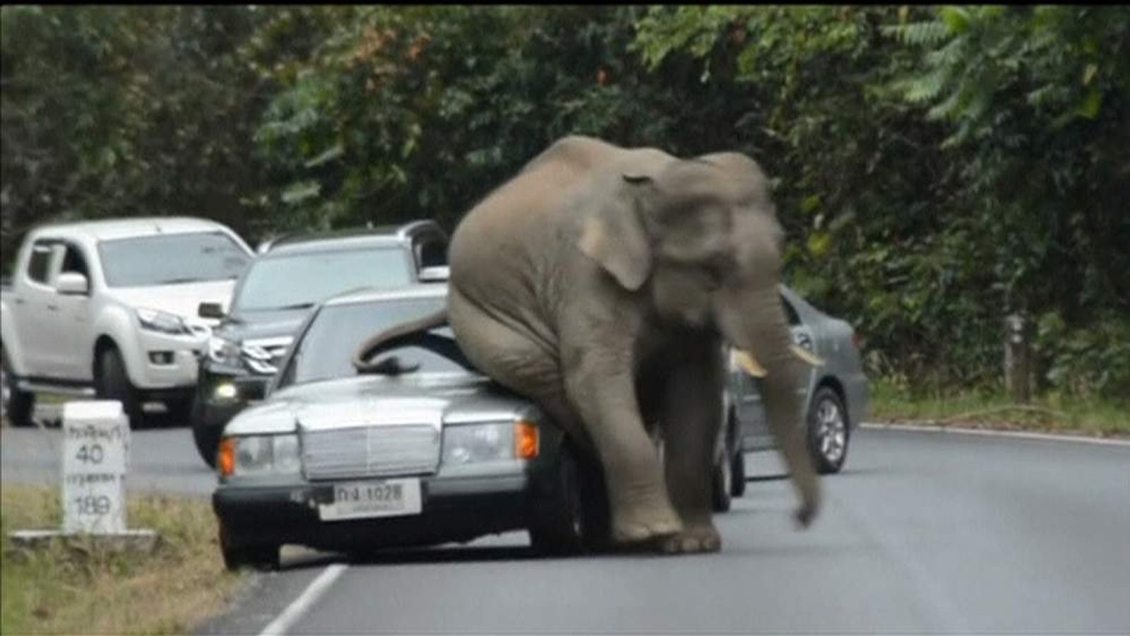 Elephant Sits On Car In Thailand Scoop News Sky News