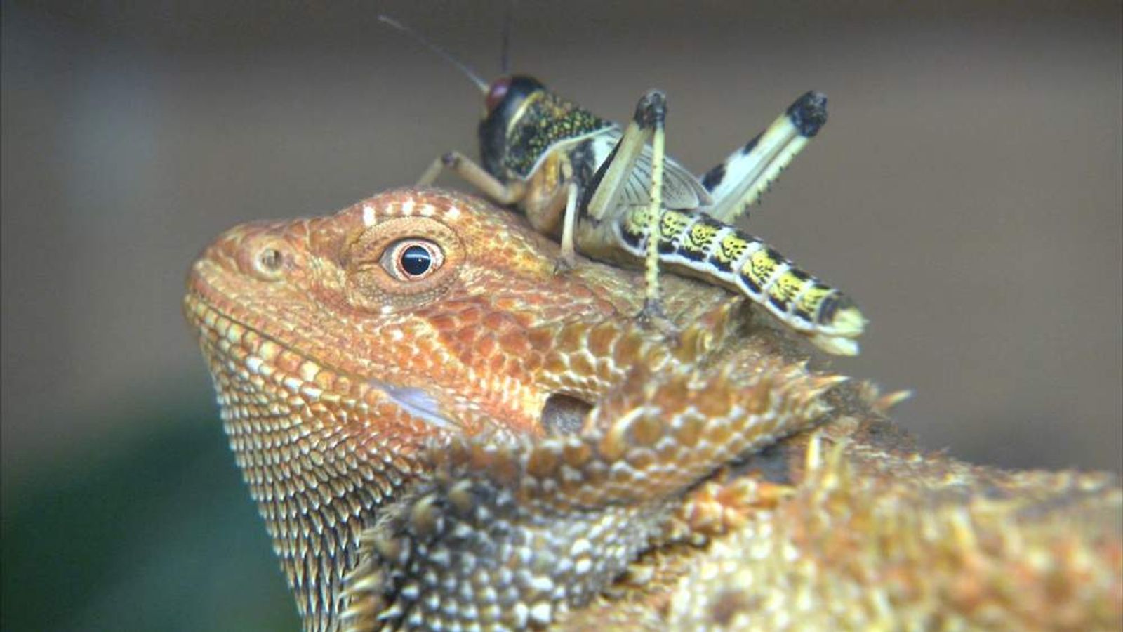 Rise In Number Of Abandoned Reptile Pets | UK News | Sky News