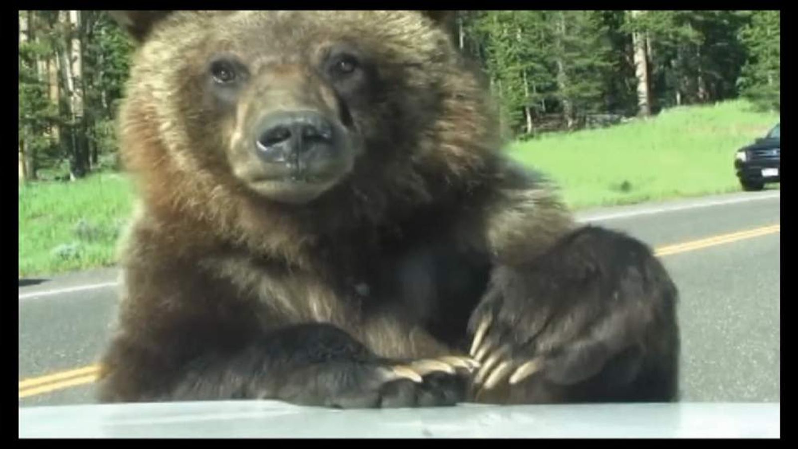 Watch: Grizzly Bear Clambers Over Family Car | US News | Sky News