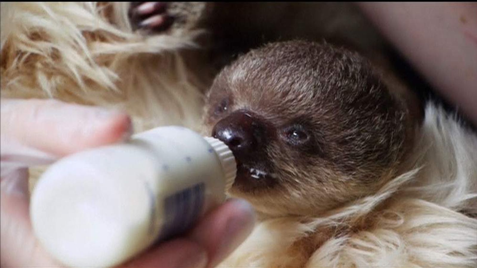 Baby Sloth Edward Being Raised By Teddy Bear