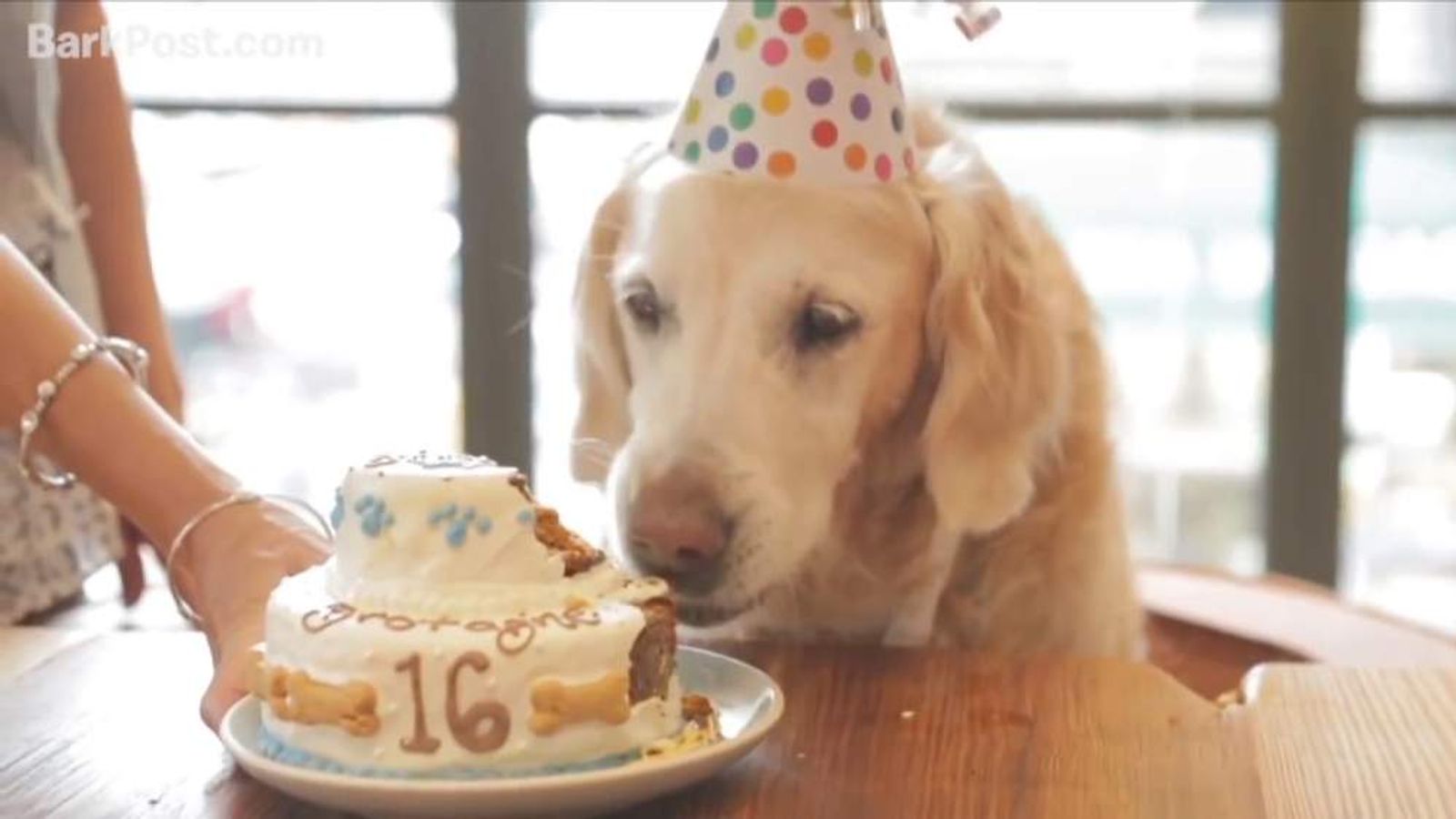 Last 9/11 Rescue Dog Gets Birthday Tour Of NY | US News | Sky News