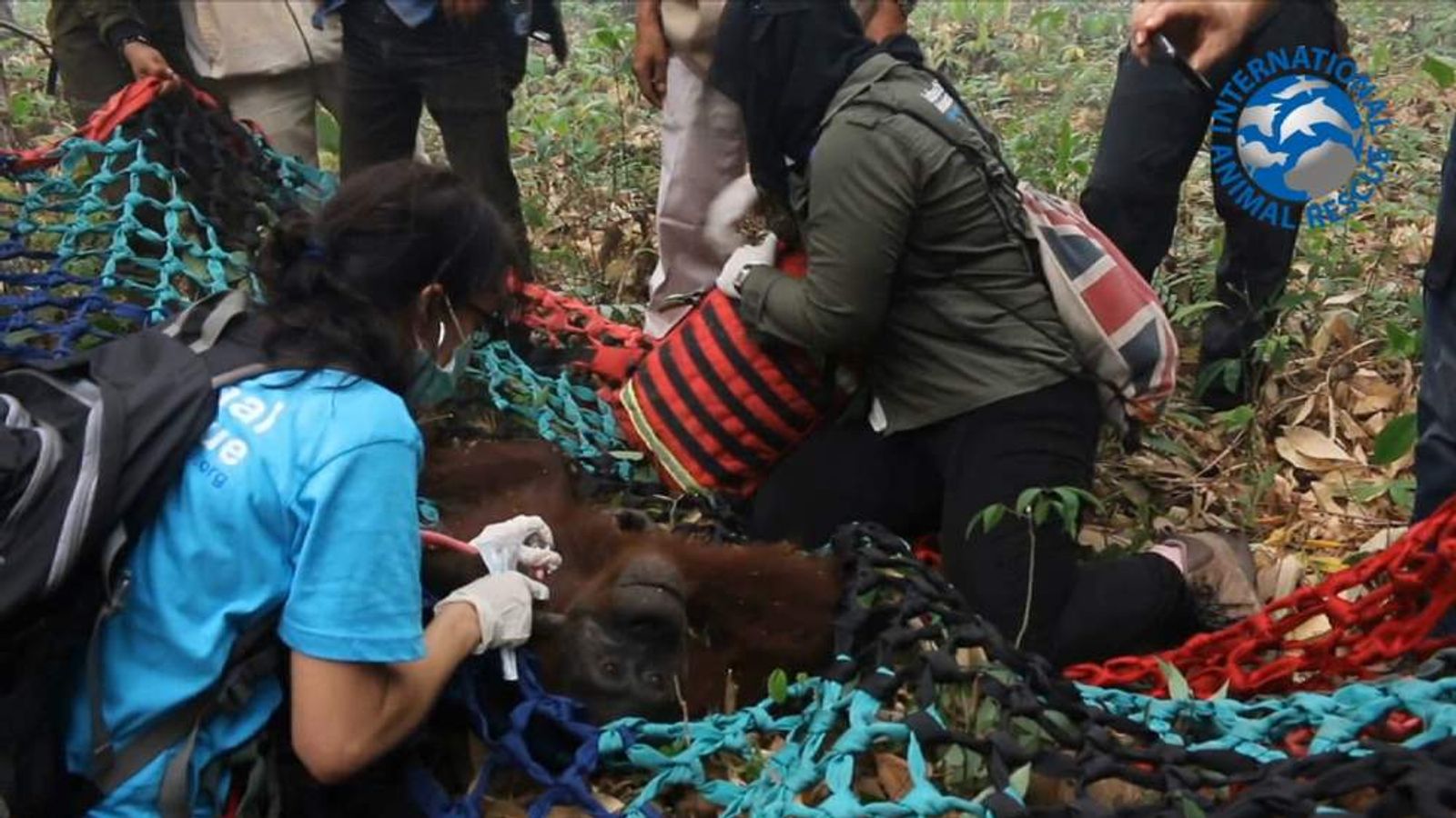 Volunteers Saving Animals From Forest Fires Out Of Control | Scoop News ...