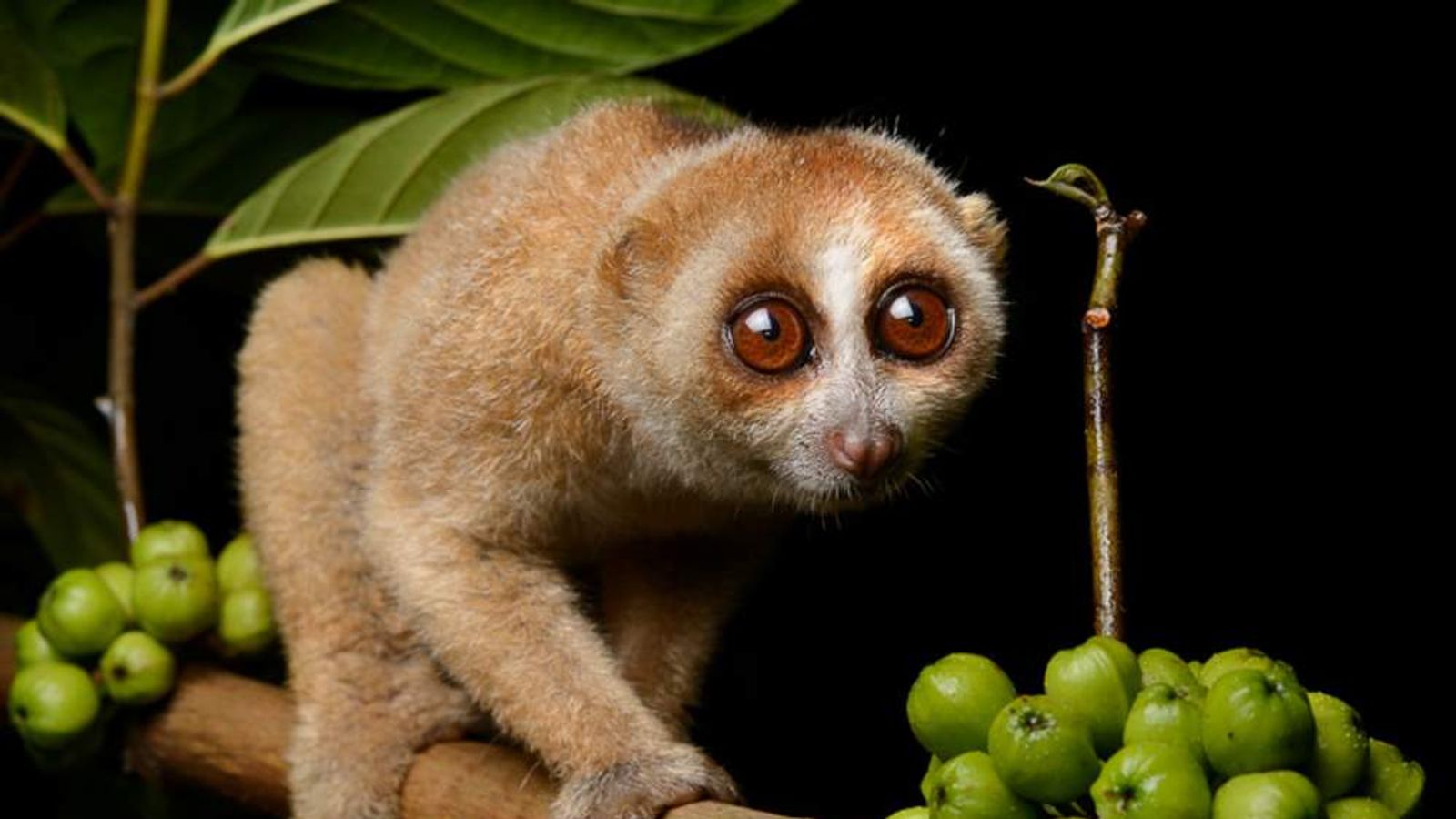 Poisonous Nocturnal Monkey Found In Borneo World News Sky News