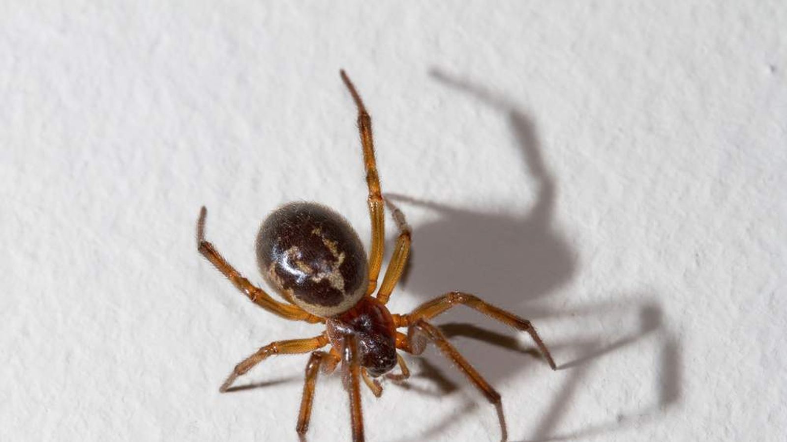 False Widow Spider Infestation Shuts Schools UK News Sky News false-widow-spider-infestation-shuts-schools-uk-news-sky-news