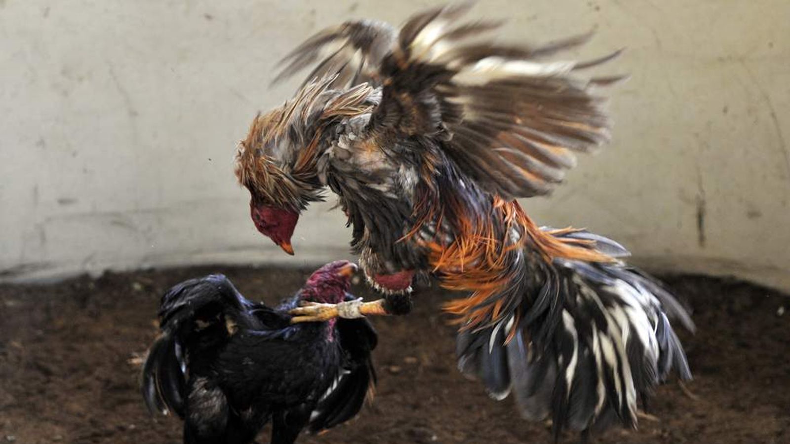 Cockfighting Ring Busted In New York State | US News | Sky News