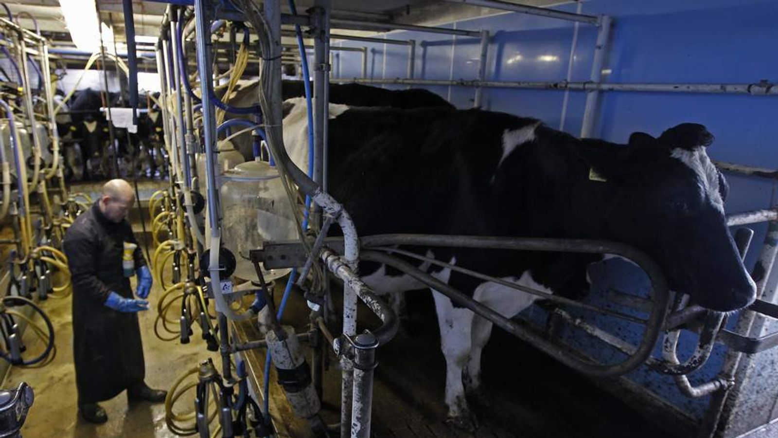 Dairy Farmers Threaten Milk Price Protests UK News Sky News