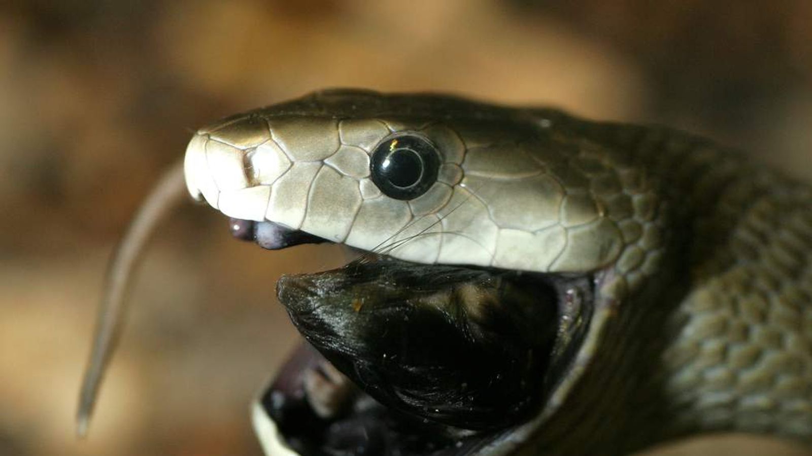 Deadly Black Mamba Venom Could Kill Pain 