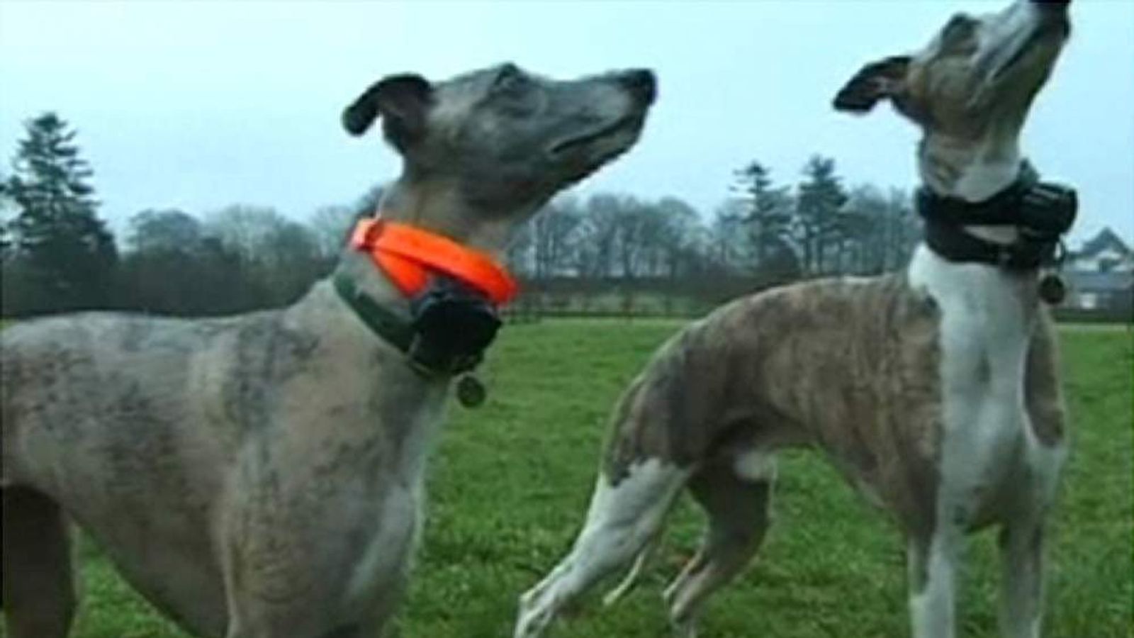 Electric Shock Collars 'Should Be Banned' UK News Sky News