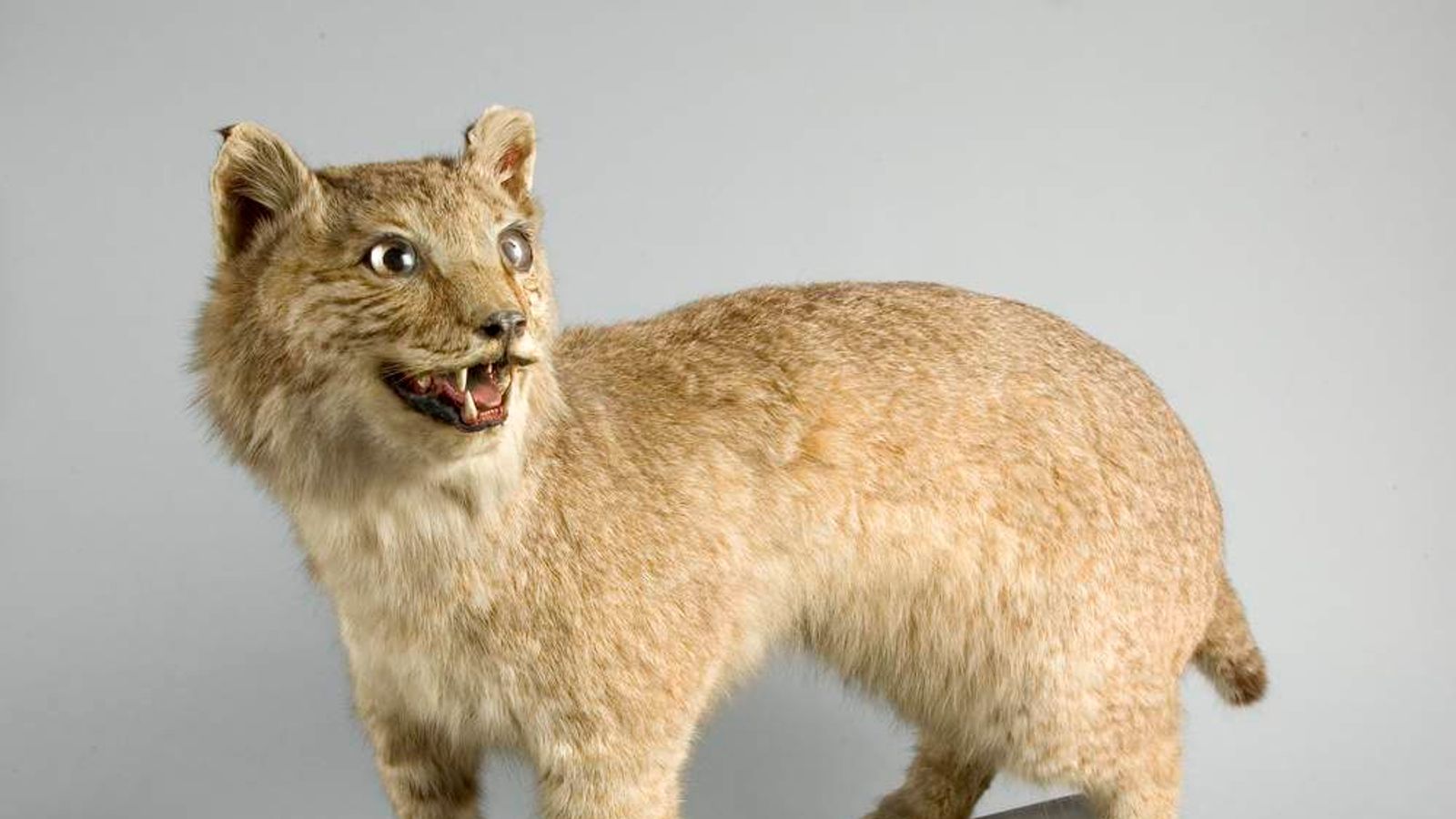 Canadian Lynx Big Cat Prowled UK Countryside UK News Sky News