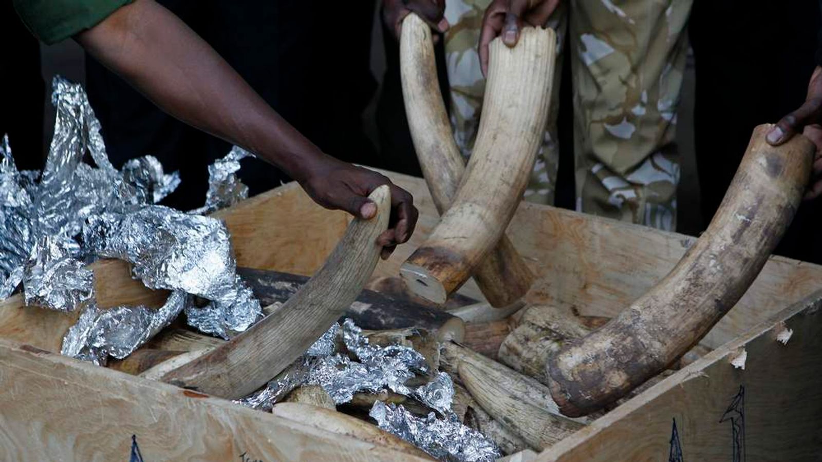 Ivory Poachers Kill Elephant Family In Kenya World News Sky News