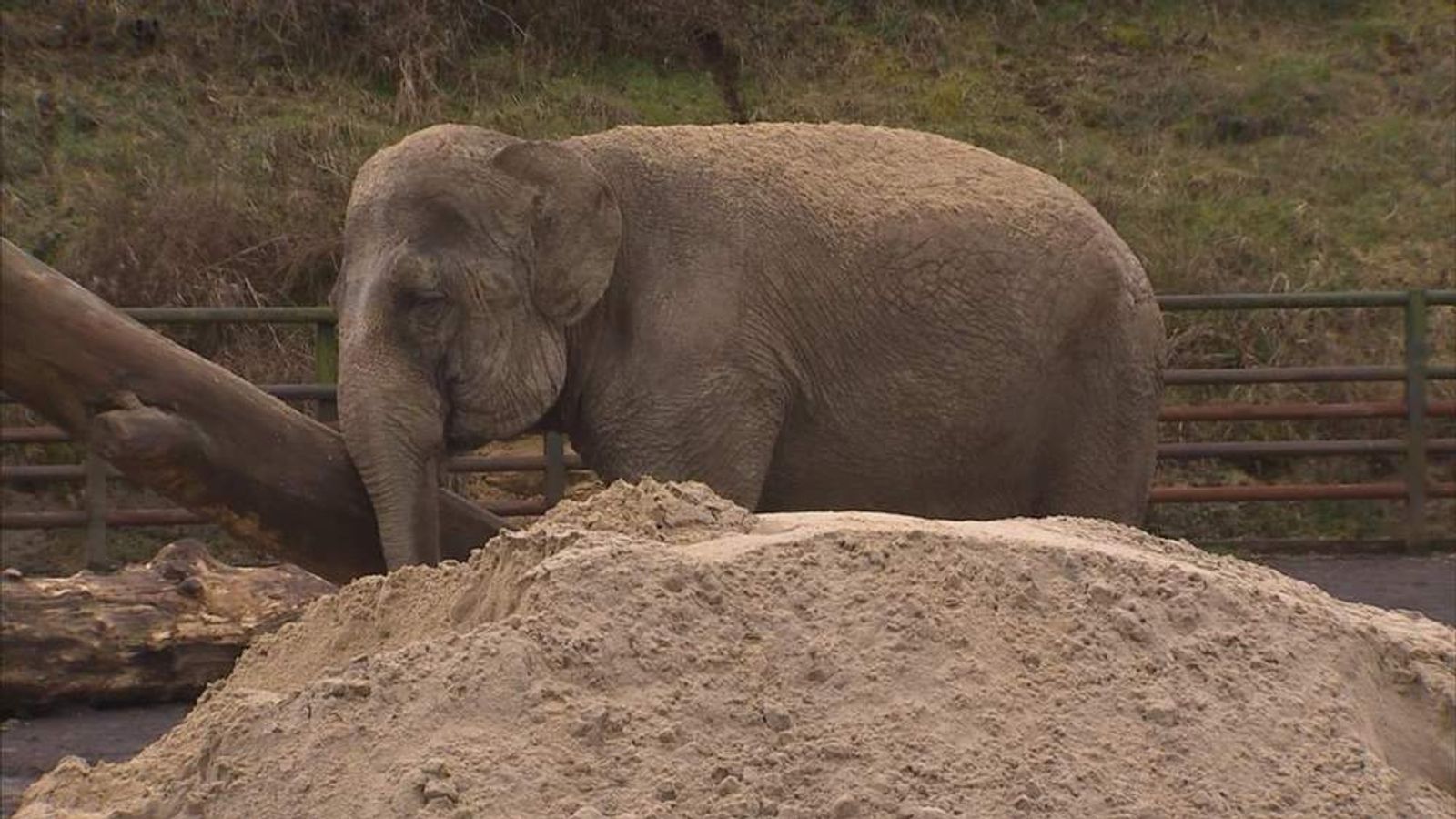 Elephant Abuse Circus Owner Found Guilty | UK News | Sky News