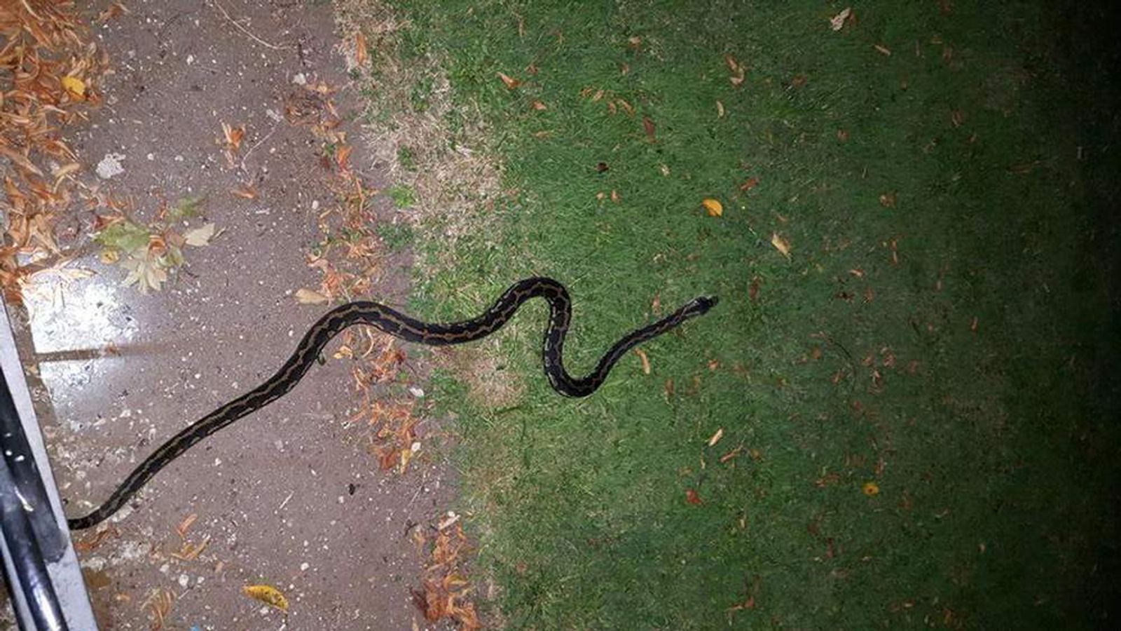 Snake On The Loose: 5ft Python Found In Park | Scoop News | Sky News