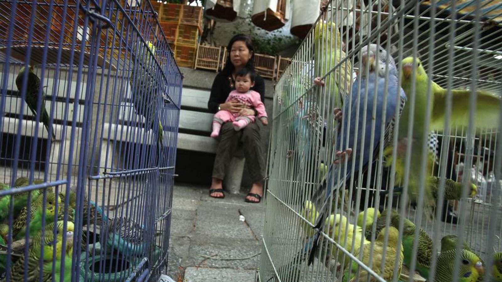 Bird Flu New Strain Kills Two In China World News Sky News
