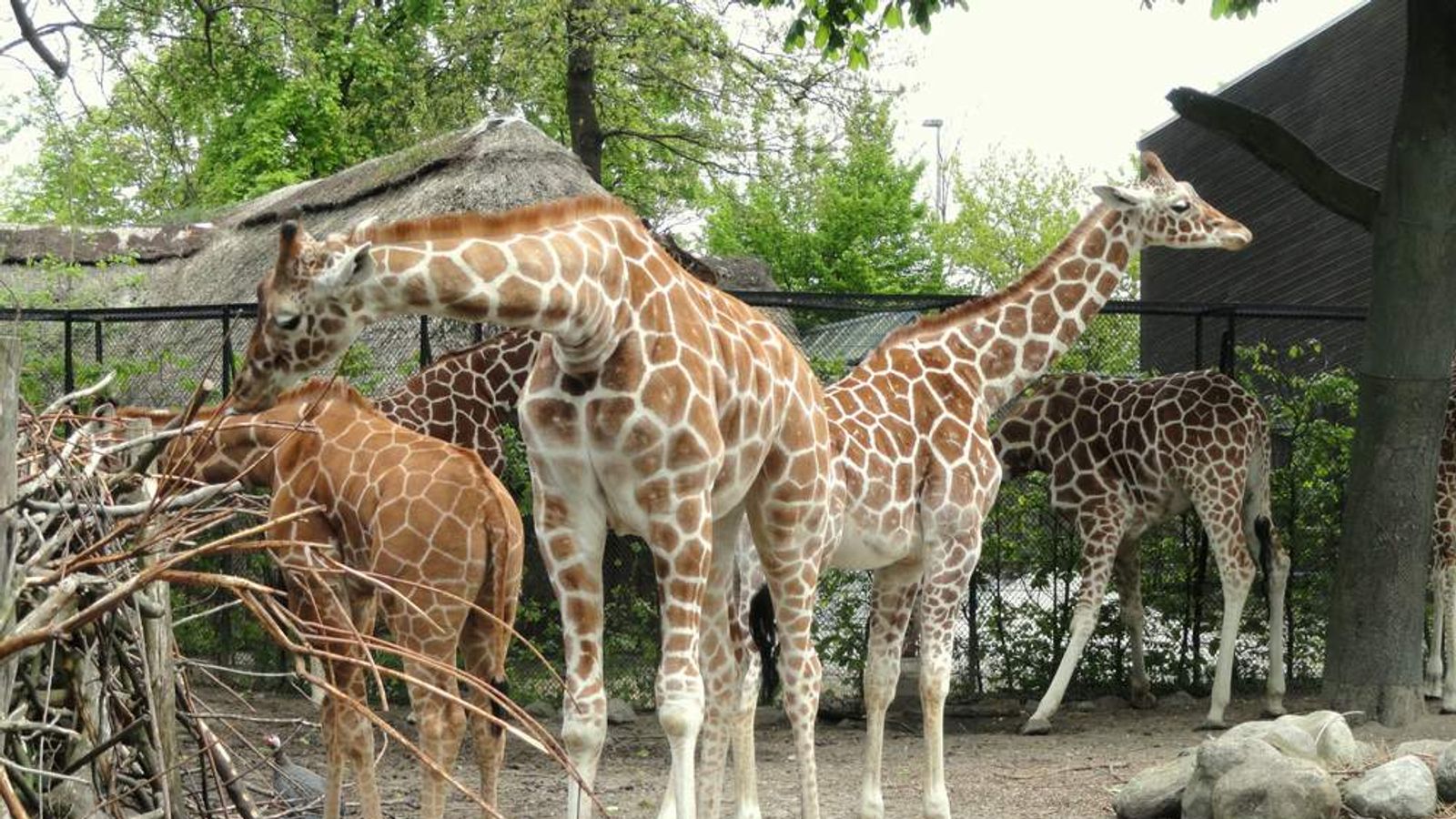 Giraffe Killed By Zoo And Publicly Fed To Lions | World News | Sky News