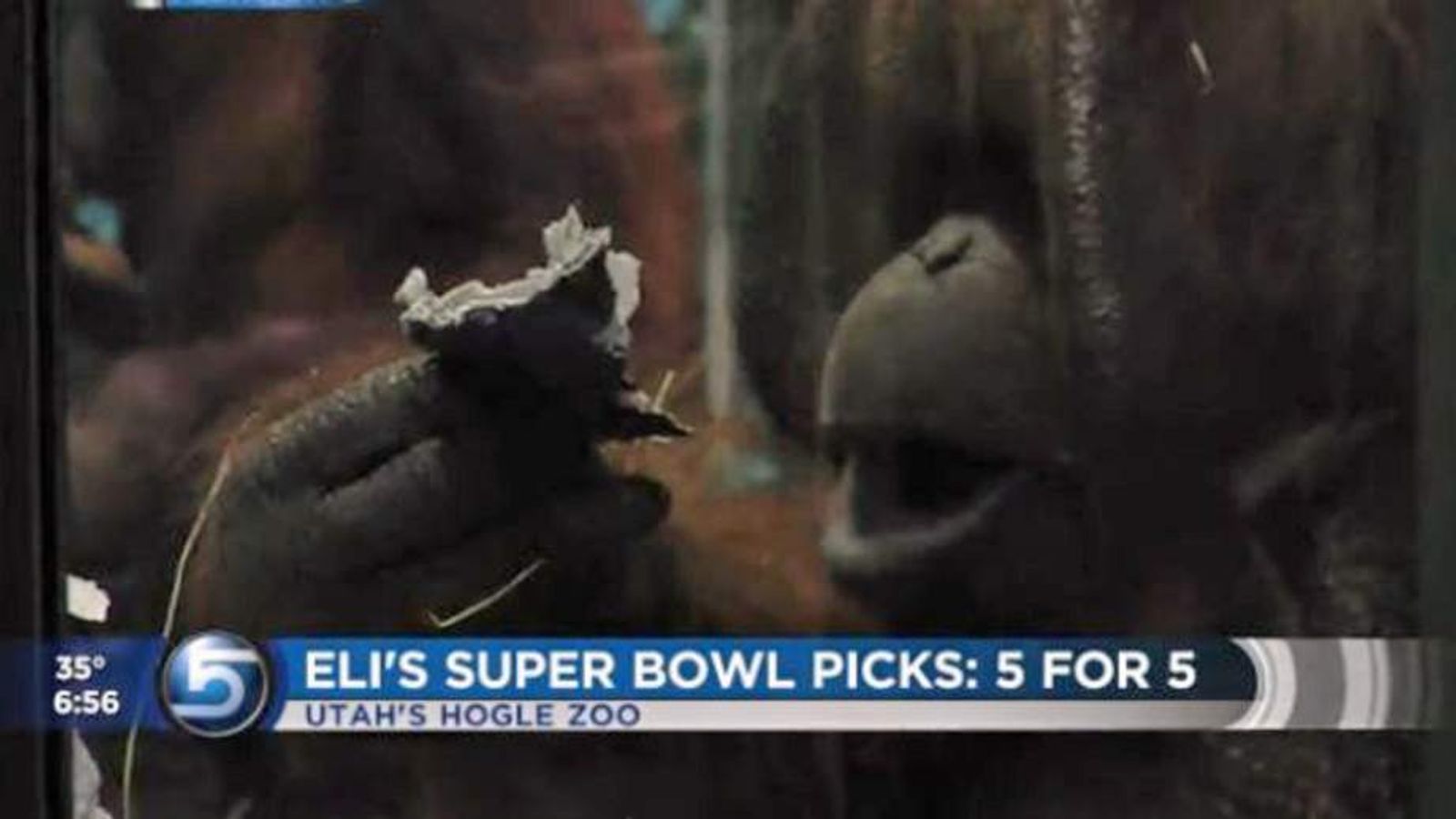 Utah Ape 'Predicts' Seattle To Win Super Bowl, US News