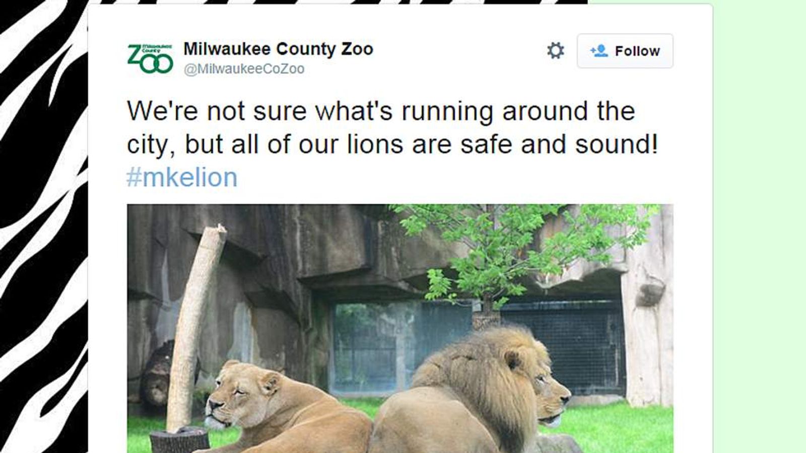 Milwaukee On Its Haunches After Lion Sightings US News Sky News