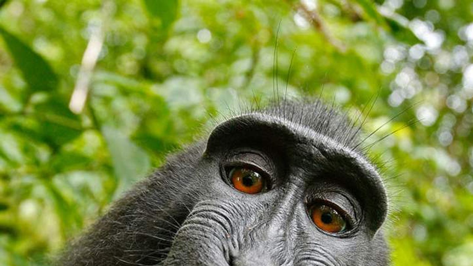 ♥️ if you love monkeys! 🐒📸While taking selfies with monkeys is a fu... |  TikTok