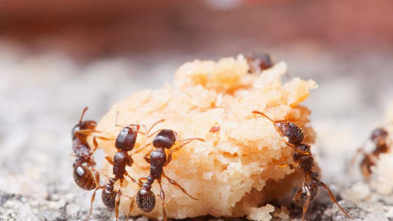 Unveiling The Mystery What Do Ants Actually Eat - 2uqc08o