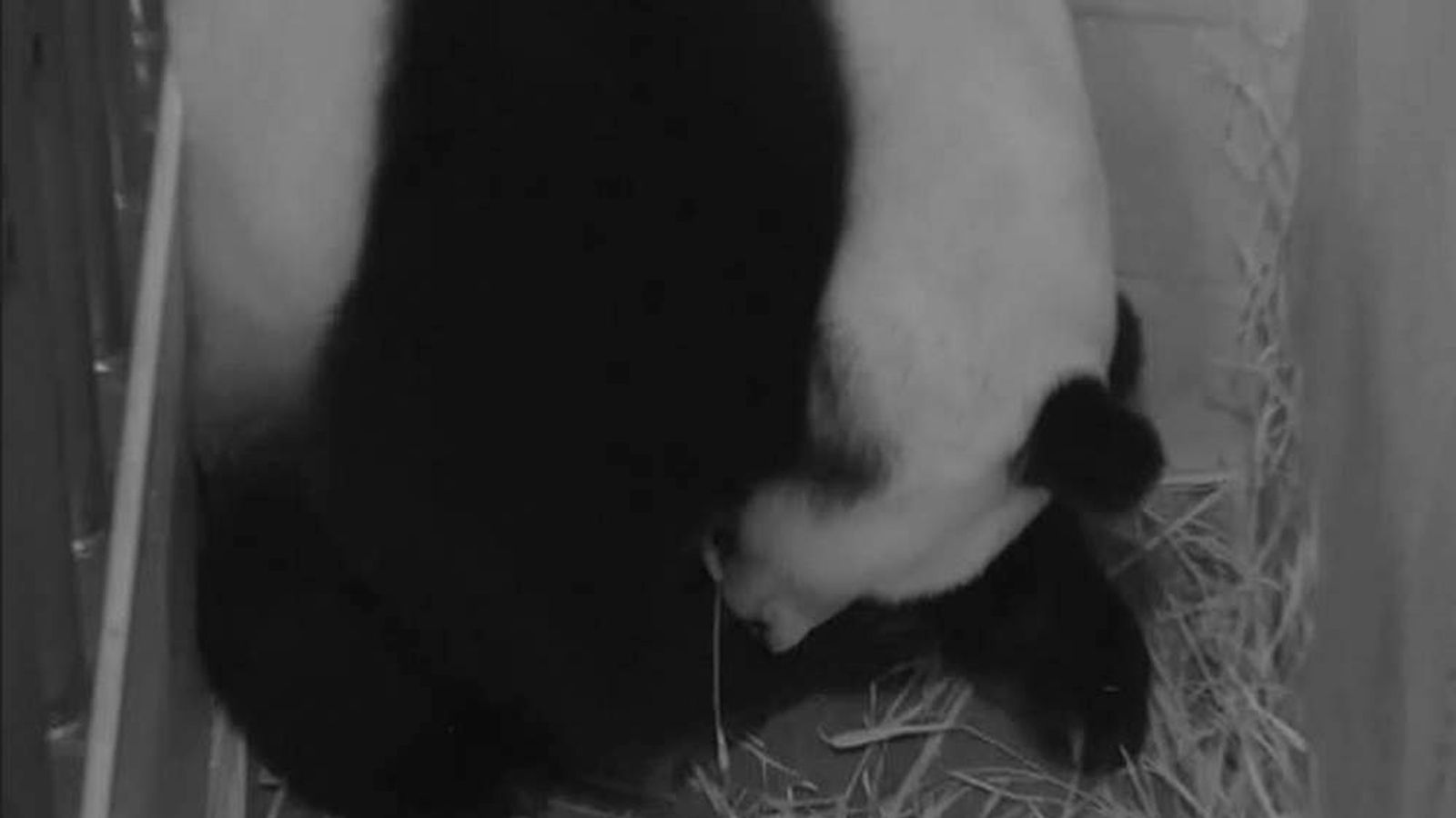 baby panda in dc zoo