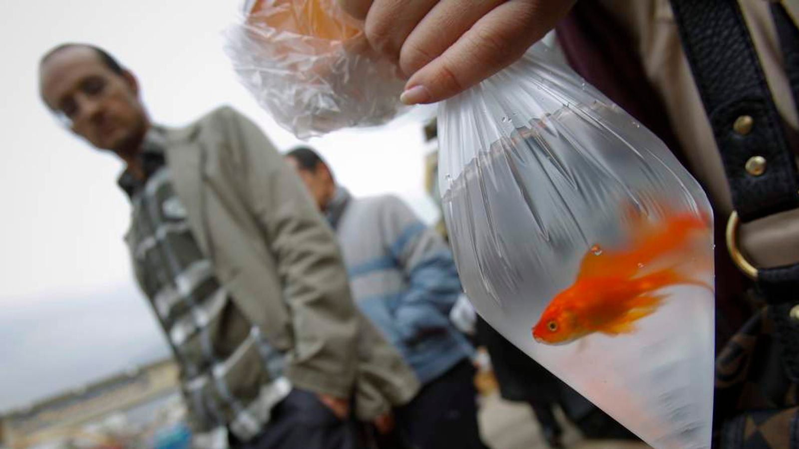 Plastic Bag Charges Your Questions Answered UK News Sky News