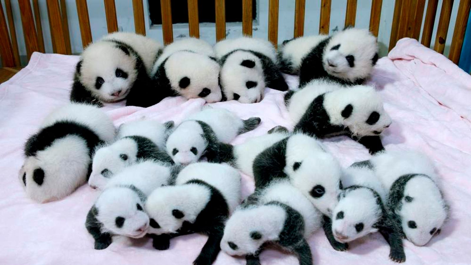 Baby Pandas: First Photgraphs Released | World News | Sky News