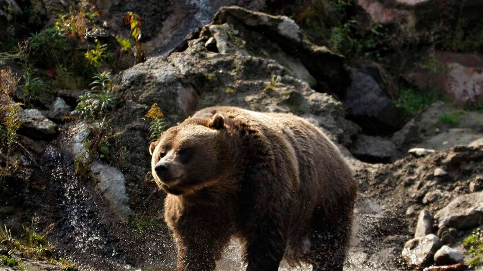Man Took Photos Of Bear Before He Was Killed | World News | Sky News