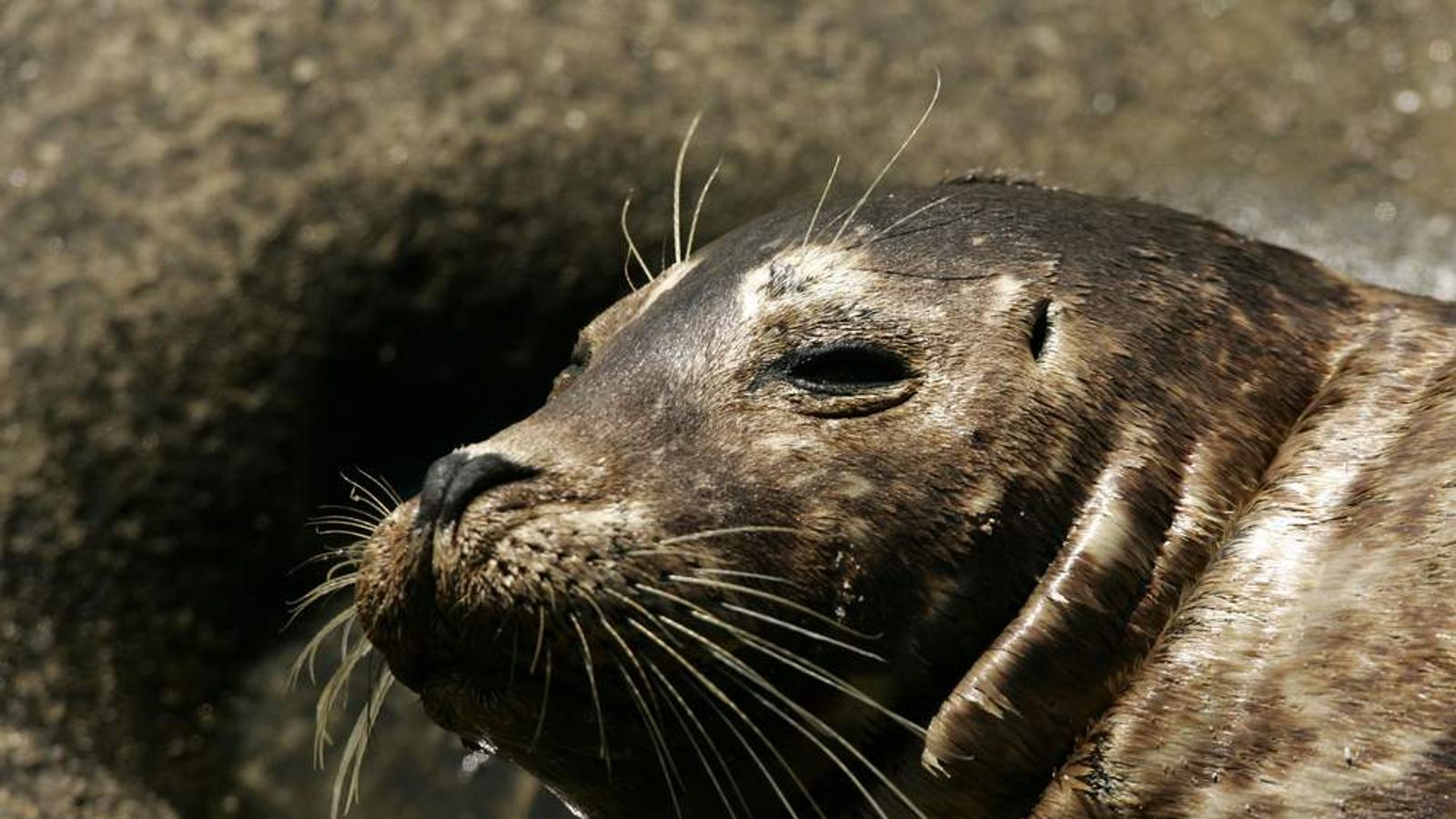 Deadly Seal Flu Virus Poses Threat To Humans World News Sky News