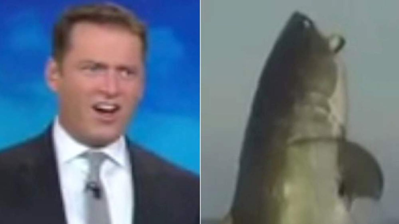 News Anchor's JawDropping Reaction At Footage Of Shark Scoop News